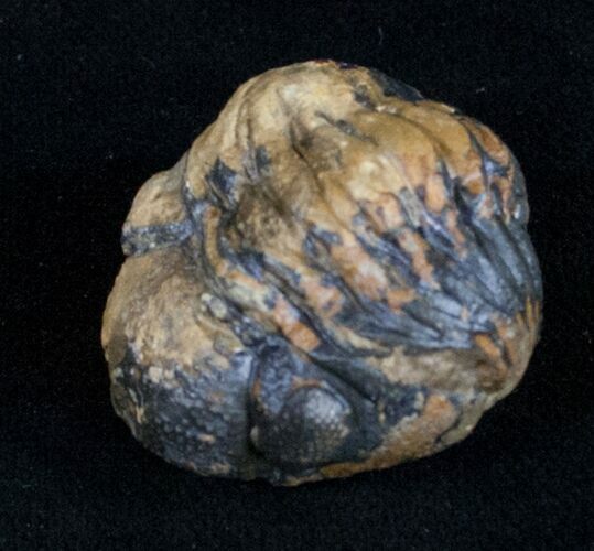 Bargain Enrolled Phacops Trilobite #10736